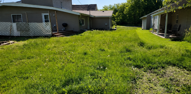 Before — overgrown yard